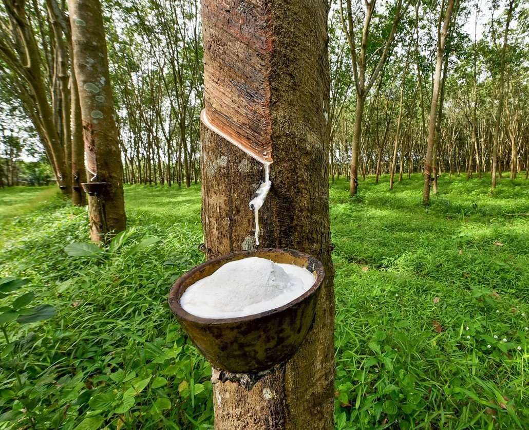 Rubber trees latex sap 